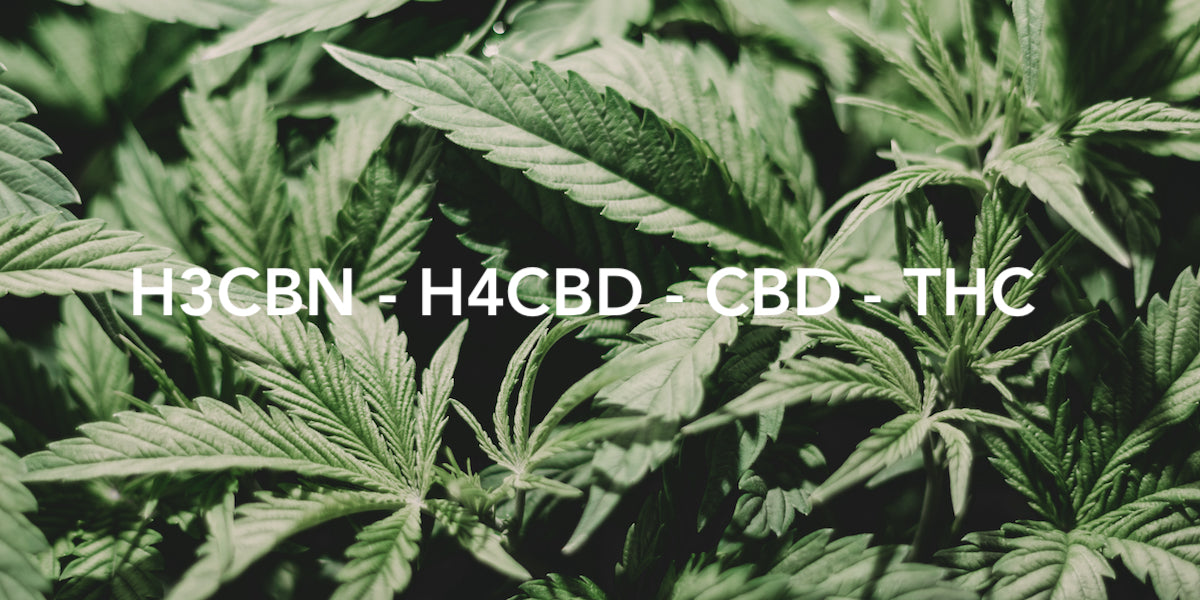 Comparison between H3CBN, H4CBD, CBD and THC — KroMood
