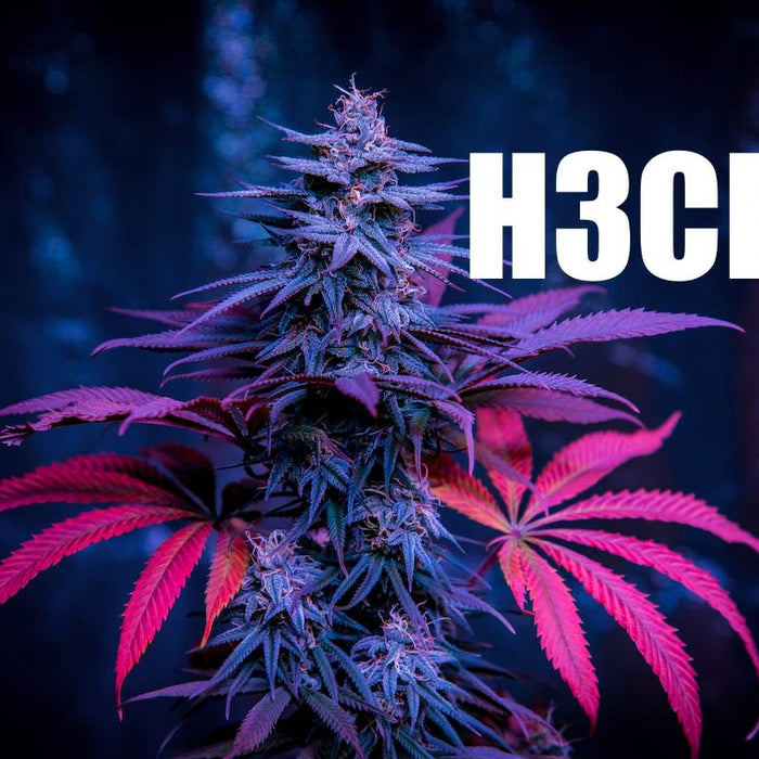 H3CBN, nouvelle molécule de cannabis: Tout ce qu’il faut savoir sur le H3CBN