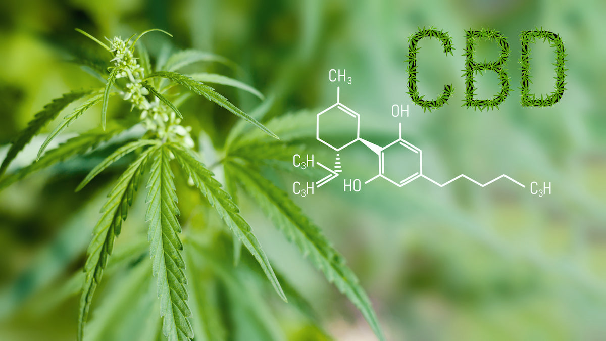 Produits à base de cannabis: que choisir en CBD et H4CBD ?