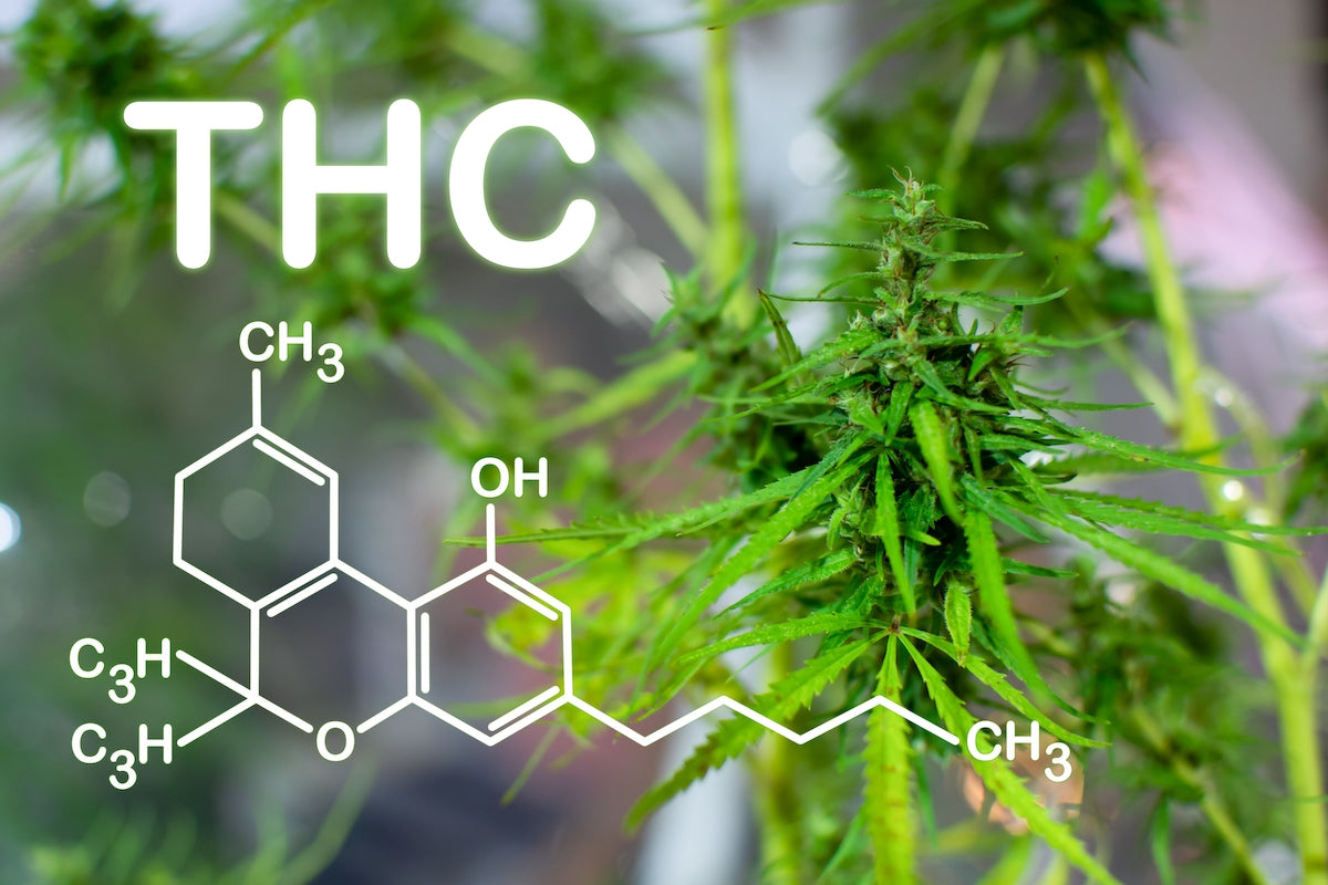 Que sait-on des différents types de molécules de cannabis ?