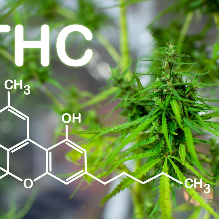 Que sait-on des différents types de molécules de cannabis ?