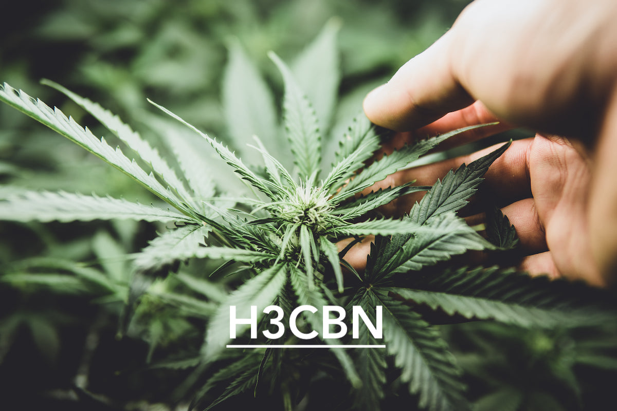 Que savoir sur le H3CBN et les potentiels produits à consommer ?