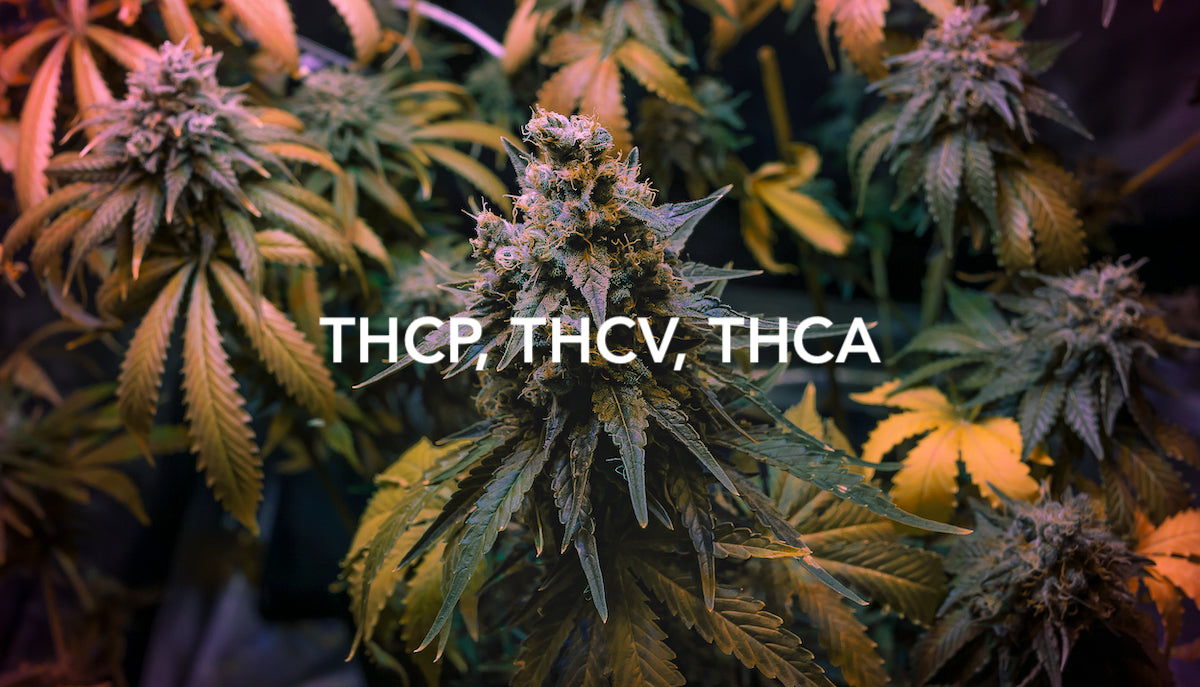 Que savoir sur les ressemblances et les dissemblances entre le THCP, le THCV et le THCA ?