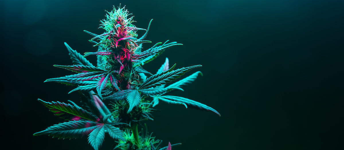 Quelles relations existe-t-il entre le THC et les autres molécules de cannabis ?