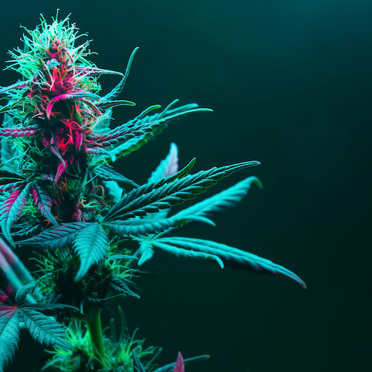 Quelles relations existe-t-il entre le THC et les autres molécules de cannabis ?