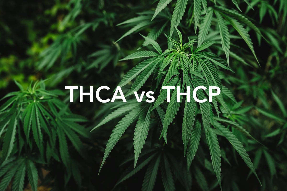 THCA et THCP: que savoir sur les similitudes et les différences ?