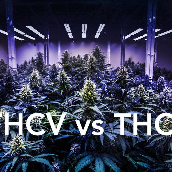 THCP et THCV: l'une des molécules est-elle préférable à l'autre ?