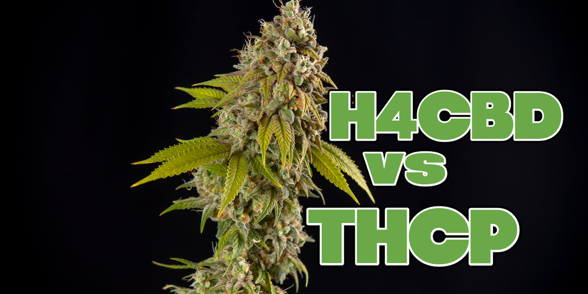 thcp-h4cbd-belgique-france-