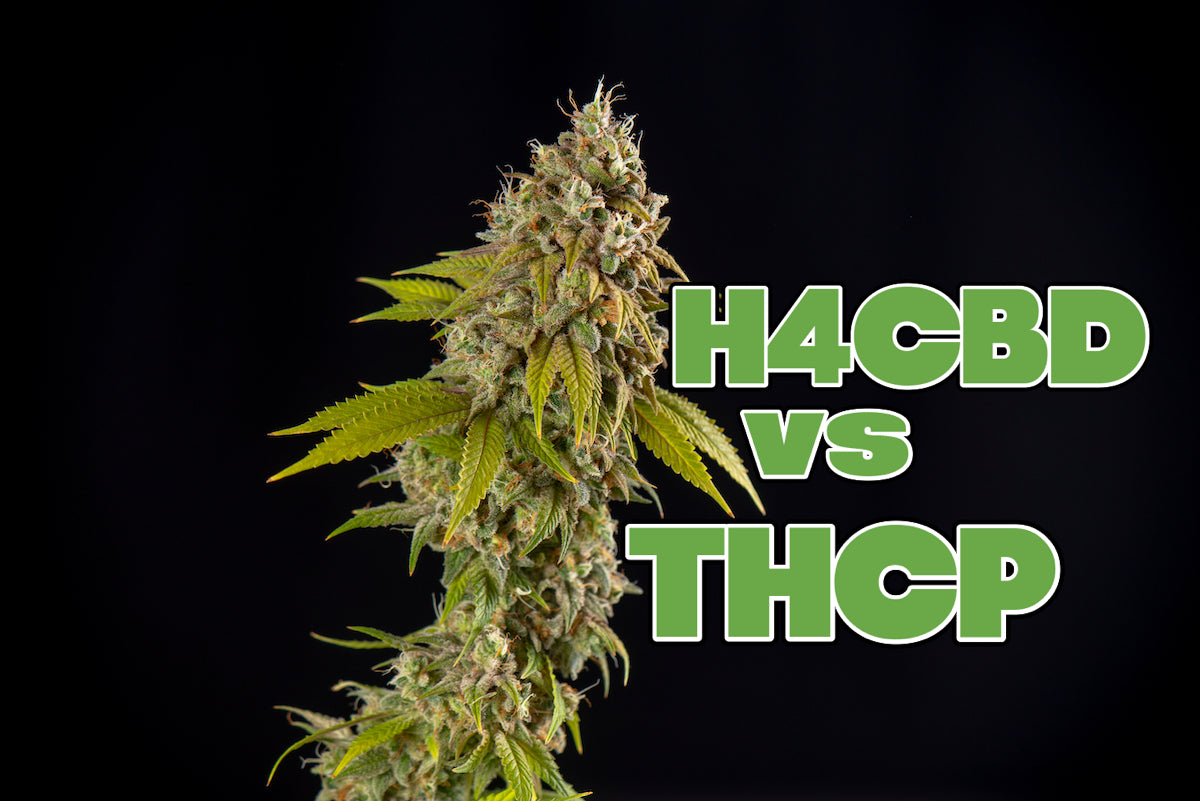 Comparatif H4CBD Et THCP — KroMood