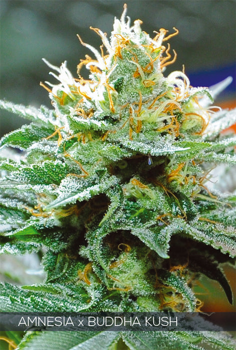 Vision Seeds - Graine de Cannabis - Amnesia x Buddha Kush