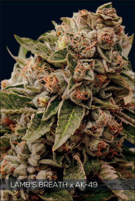 Vision Seeds - Graine de Cannabis - Lamb's Breath x AK-49