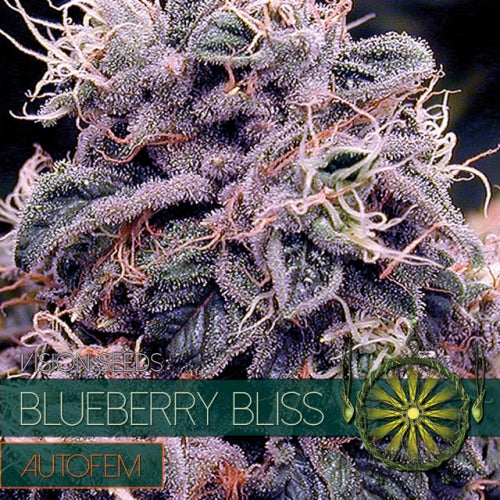 Vision Seeds - Graine de Cannabis - Blueberry Bliss AutoFem