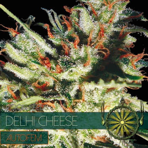 Vision Seeds - Graine de Cannabis - Delhi Cheese AutoFem