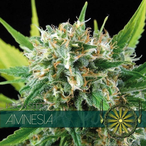 Vision Seeds - Cannabis Seed - Amnesia