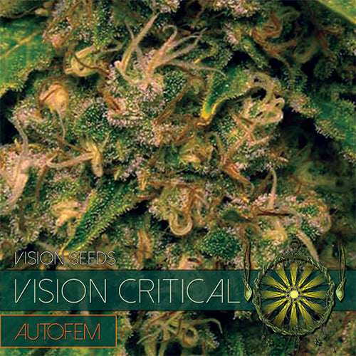 Vision Seeds - Graine de Cannabis - Vision Critical Auto