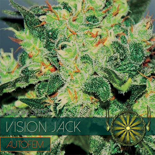 Vision Seeds - Graine de Cannabis - Vision Jack Auto