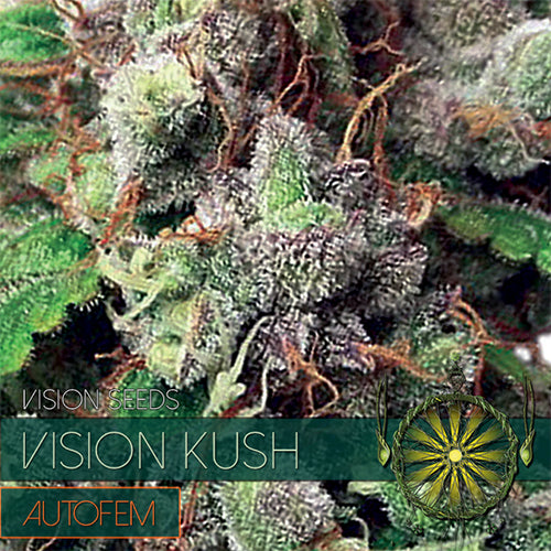 Vision Seeds - Graine de Cannabis - Vision Kush Auto