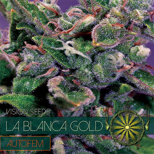 Vision Seeds - Graine de Cannabis - La Blanca Gold Auto