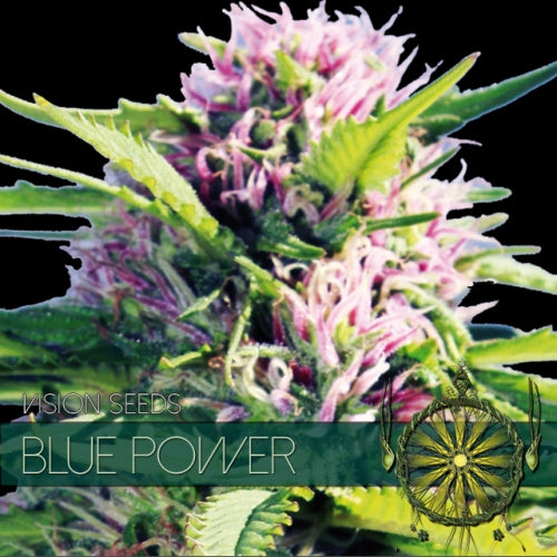 Vision Seeds - Graine de Cannabis - Blue Power