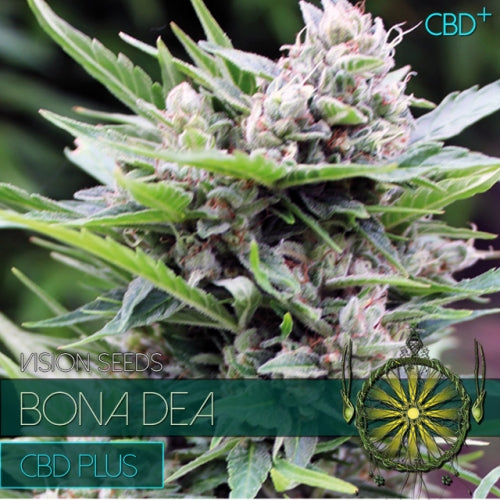 Vision Seeds - Graine de Cannabis - Bona Dea - CDB+