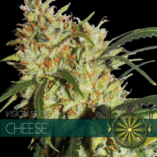 Vision Seeds - Graine de Cannabis - Cheese