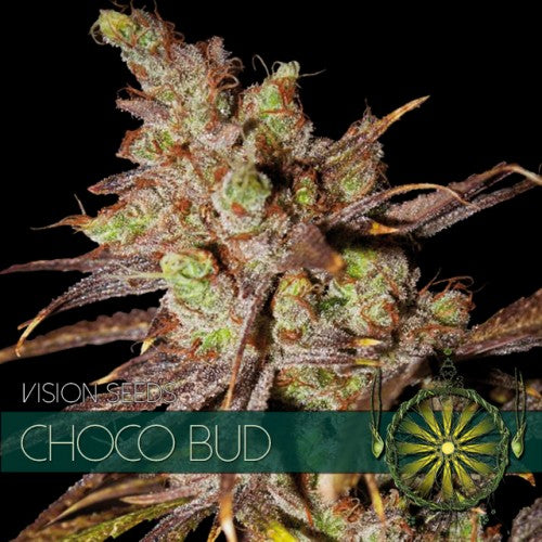 Vision Seeds - Graine de Cannabis - Choco Bud