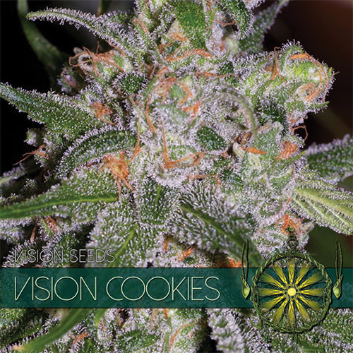 Vision Seeds - Cannabis Seed - Vision Cookies 