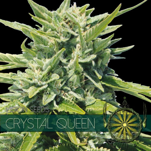 Vision Seeds - Graine de Cannabis - Crystal Queen
