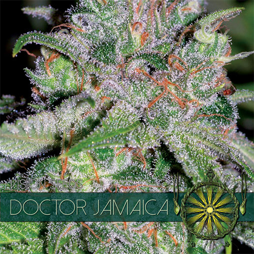 Vision Seeds - Graine de Cannabis - Doctor Jamaica