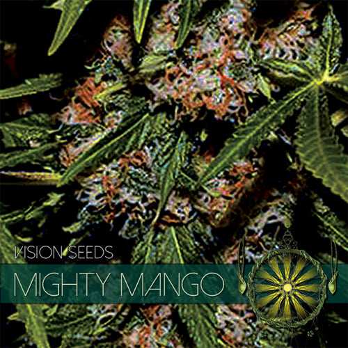 Vision Seeds - Cannabis Seed - Mighty Mango Bud 