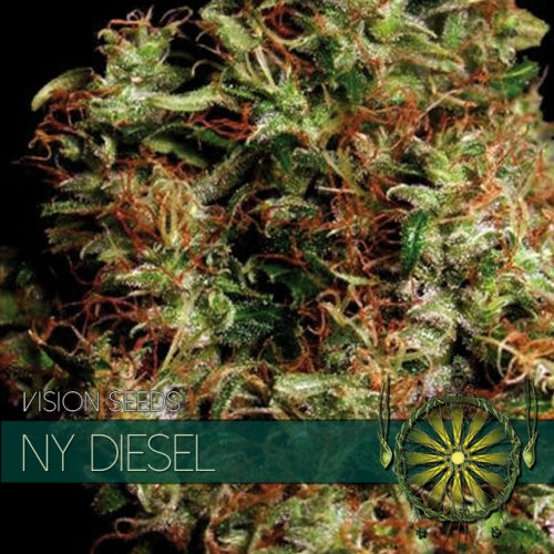 Vision Seeds - Cannabis Seed - NY Diesel 