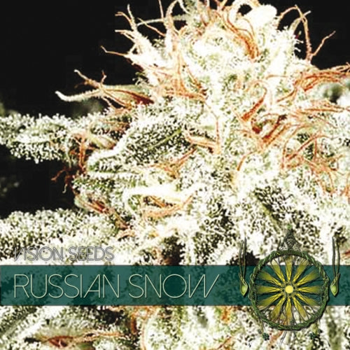 Vision Seeds - Graine de Cannabis - Russian Snow