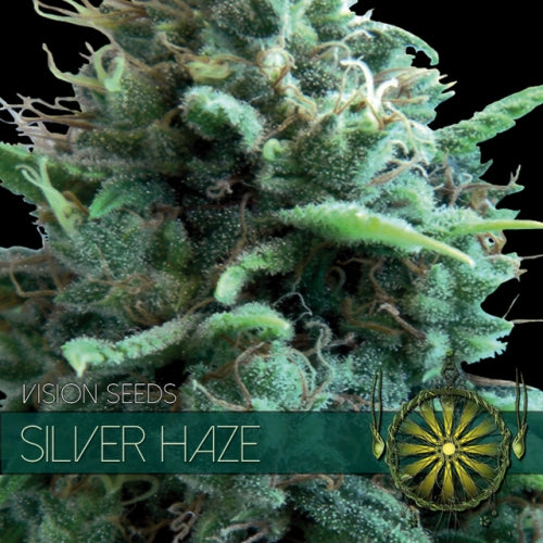 Vision Seeds - Graine de Cannabis - Silver Haze