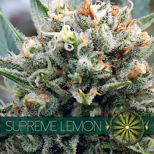 Vision Seeds – Cannabissamen – Supreme Lemon