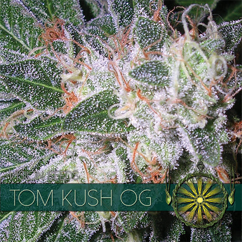 Vision Seeds - Cannabis Seed - Tom Kush OG 