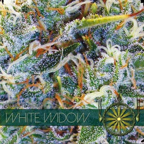 Vision Seeds - Graine de Cannabis - White Widow